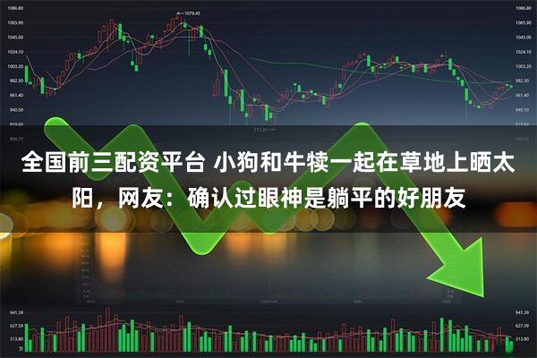 全国前三配资平台 小狗和牛犊一起在草地上晒太阳，网友：确认过眼神是躺平的好朋友